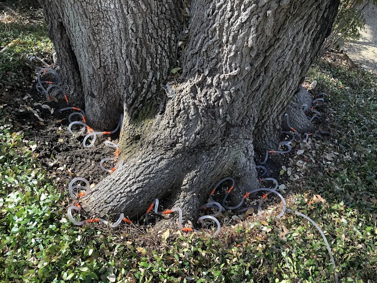 Detailed Tree Cabling and Bracing job site in Virginia City