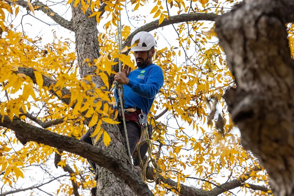 Skilled Tree Pruning crew working in Virginia City