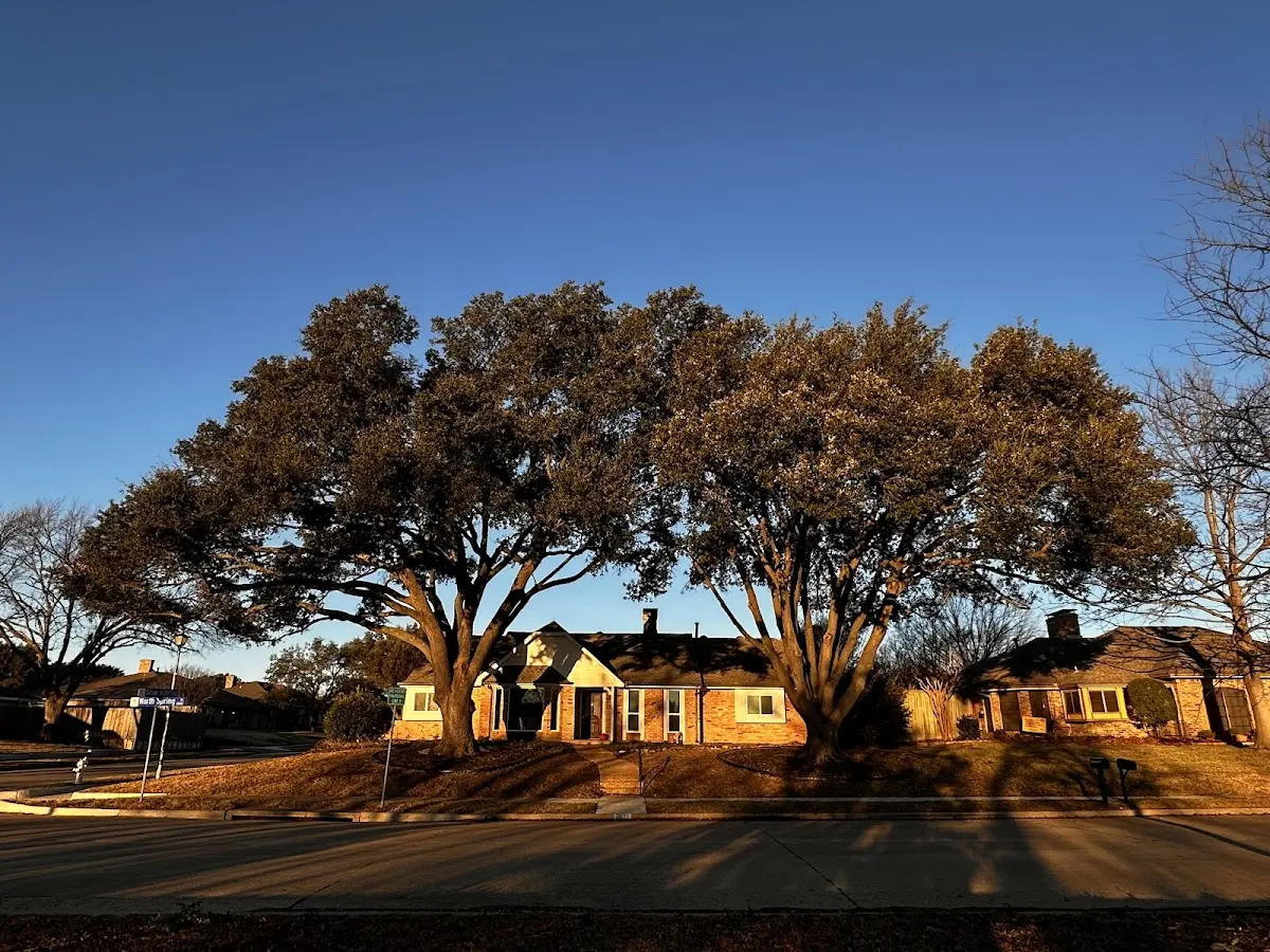 Established residential canopy tree shading a home in Virginia City